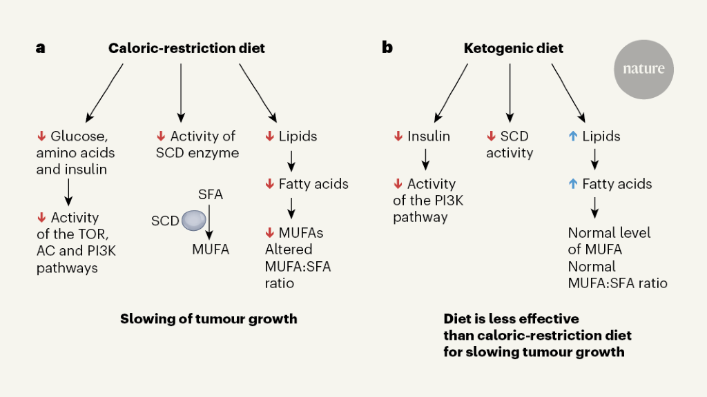 Diet plan contrast recommends a lipid imbalance can slow tumour development