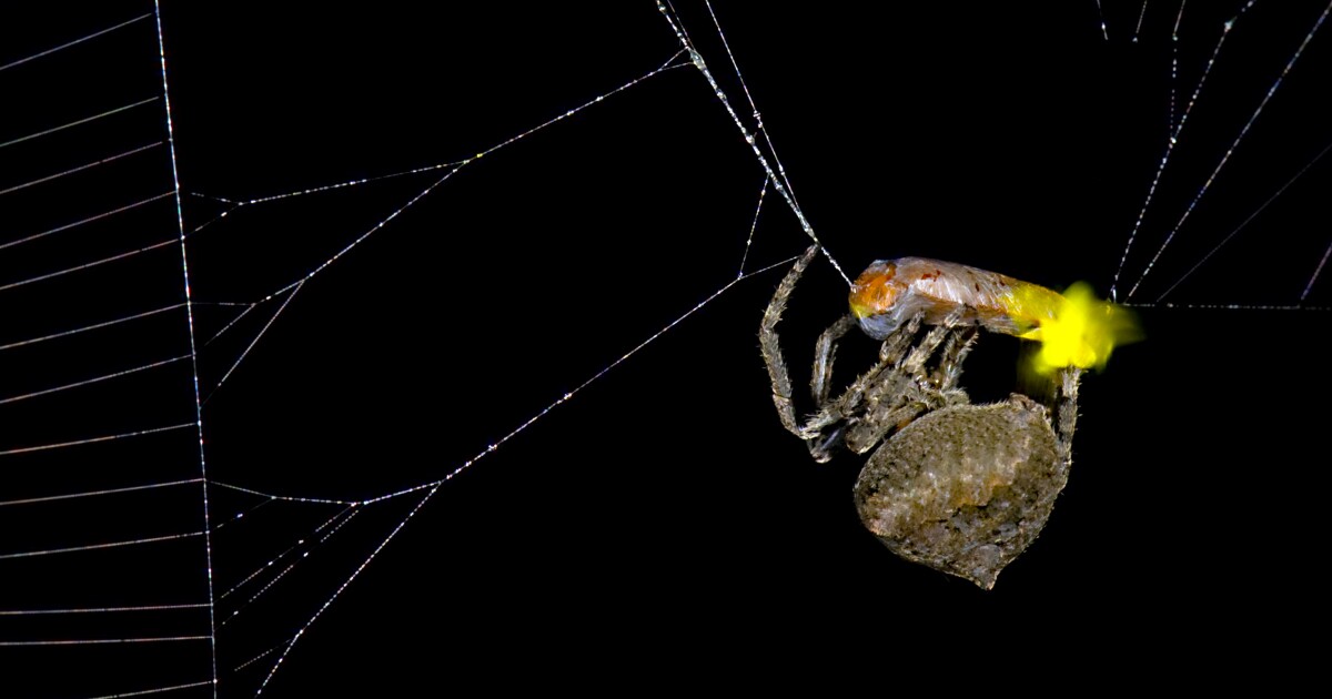Spiders hack fireflies to attract more food to their webs