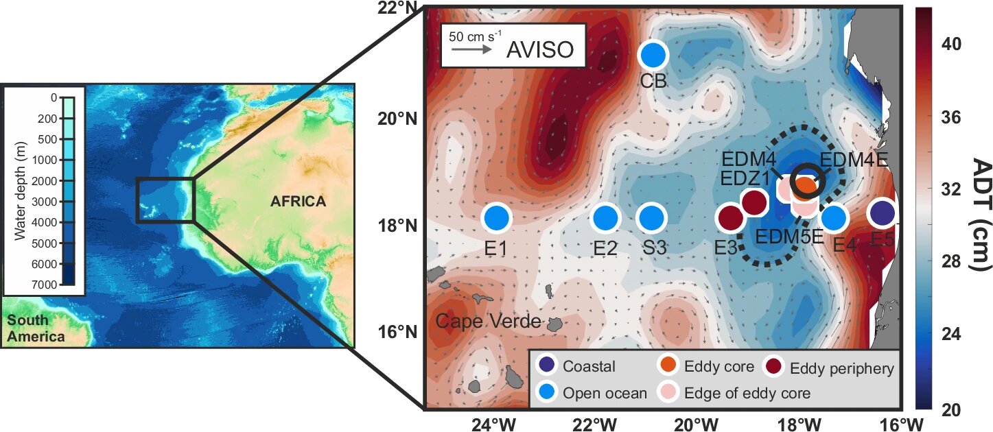Ocean eddies are the food trucks of the sea: Study reveals lipidome composition of mesoscale eddies