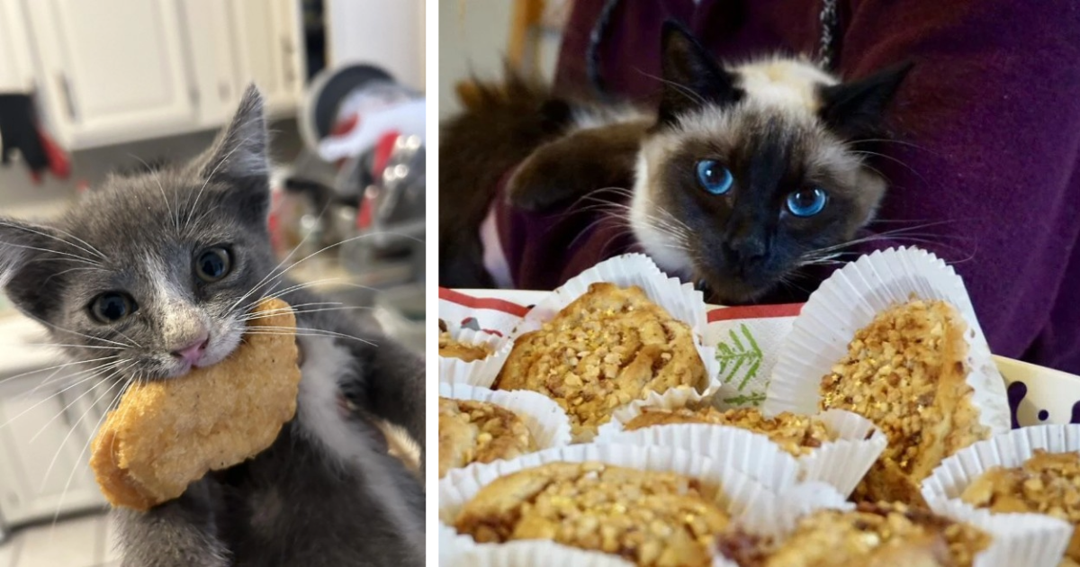 20 Funny Food-Thieving Cattos Who Wouldn’t Last a Day Working at a Pâwtisserie