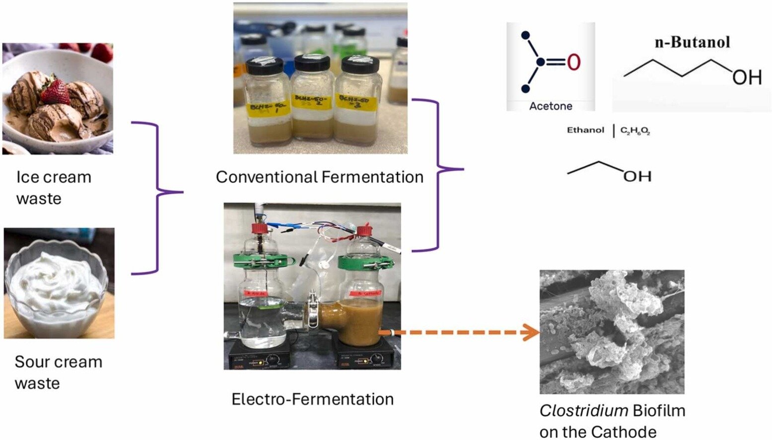 Giving food waste fermentation a ‘jolt’ increases chemical production