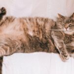 A Worried Grandson Is Reeling After an Elderly Relative Turned a Feline Diet Into a Medical Emergency