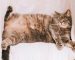 A Worried Grandson Is Reeling After an Elderly Relative Turned a Feline Diet Into a Medical Emergency